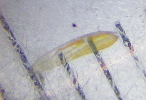 Réf. 273 780 : Dikraneura variata